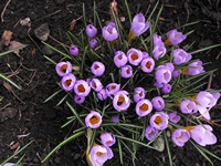 crocus in my yard
